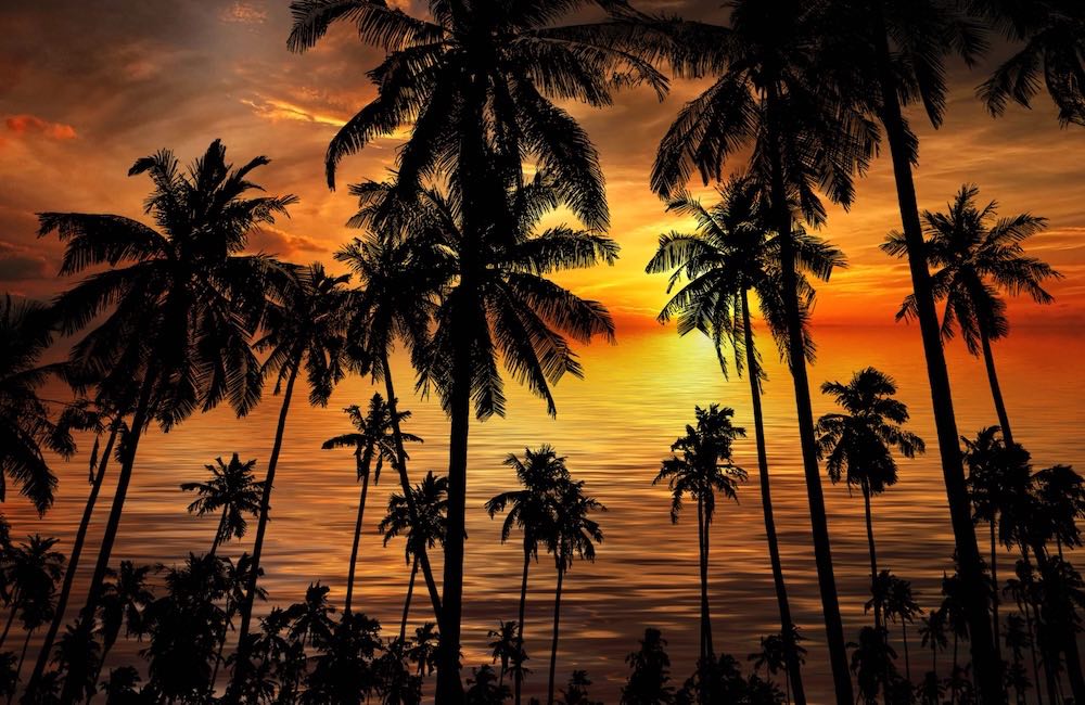Stuart Florida sunrise, water, palm trees