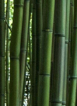 Green Bamboo stalks